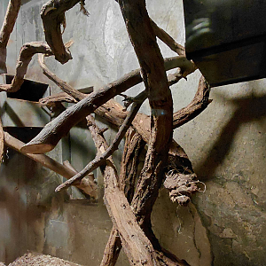 Palm civet indoor exhibit