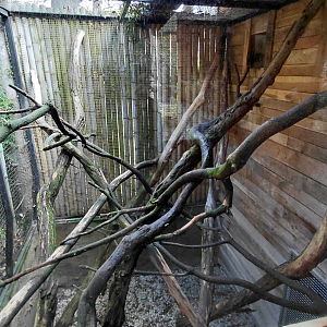 Palm civet outdoor exhibit