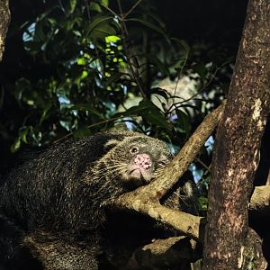 Binturong (Arctictis binturong)