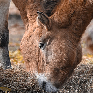 Przewalski's horses