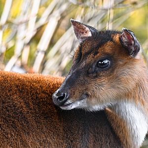 Reeves's muntjac