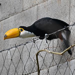 Toco toucan