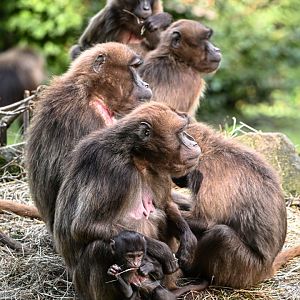 Geladas