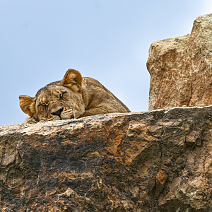 Katanga lion