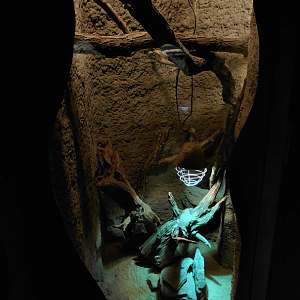 Black-headed monitor exhibit