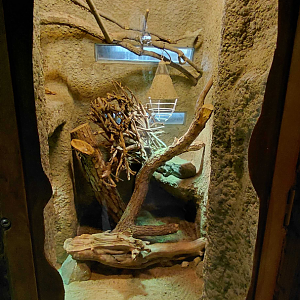Black-headed monitor exhibit