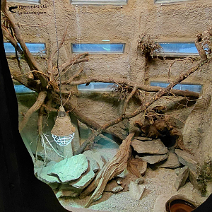 Spiny-tailed skink exhibit