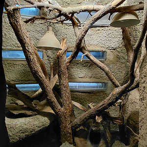 Frilled lizard exhibit