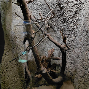 Frilled lizard exhibit