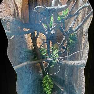 Solomon Islands skink exhibit