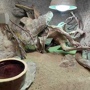 Emerald swift exhibit