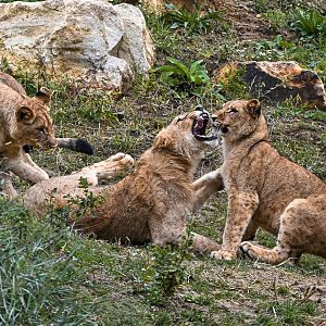 Lion siblings