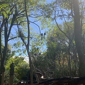 Ring-tailed lemurs image 2