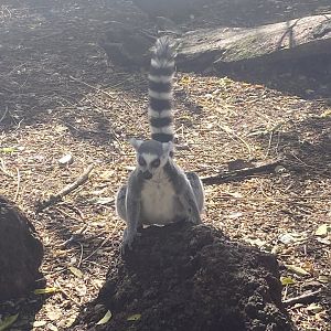 Ring-tailed lemur image 3