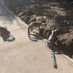 Ring-tailed lemurs image 4