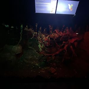 Luzon giant cloud rat enclosure