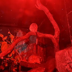 Luzon giant cloud rat