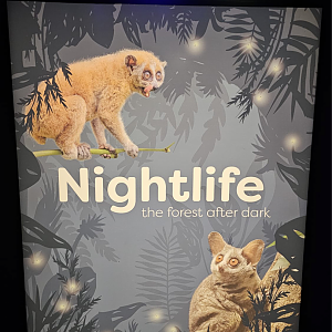 Night Life sign