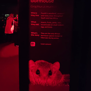 African pygmy dormouse sign