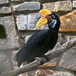Knobbed hornbill