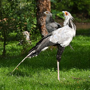 Secretary birds
