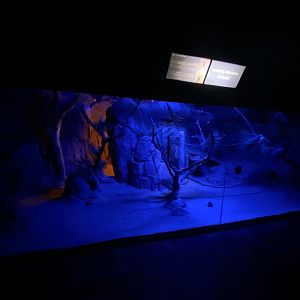 Moholi Bushbaby enclosure