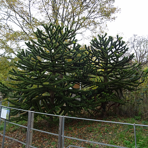 Monkey puzzle trees