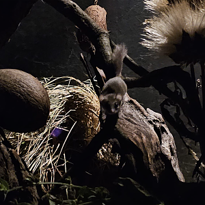 African pygmy dormouse