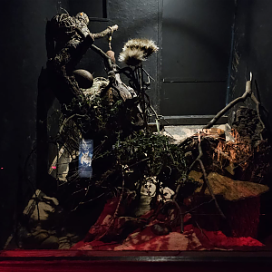 African pygmy dormouse enclosure