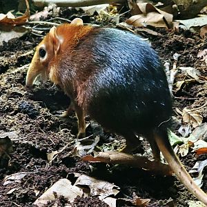 Black and rufous sengi