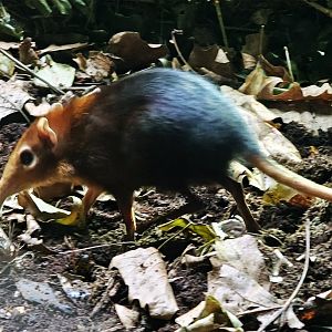 Black and rufous sengi