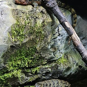 Chinese crocodile lizards