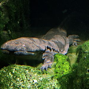 Chinese giant salamander