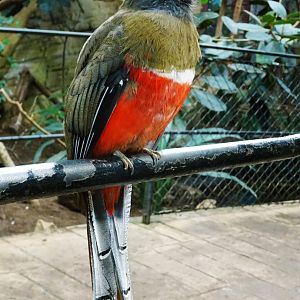 Collared trogon