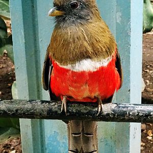 Collared trogon