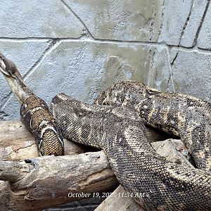 Boa Constrictor Rainforest Adventures