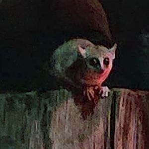 Grey mouse lemur