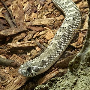 Western Hognose Snake - Rainforest Adventures