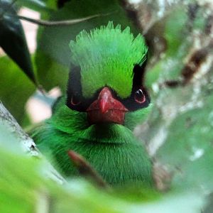 Javan green magpie