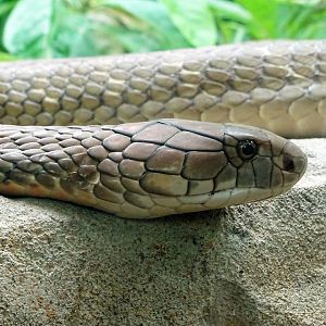 King cobra