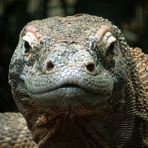 Komodo dragon