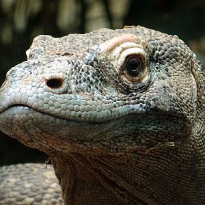 Komodo dragon