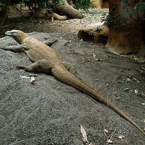 Komodo dragon