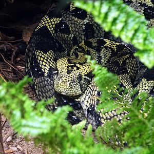Ethiopian mountain adder