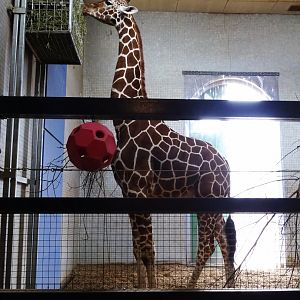 Reticulated giraffe