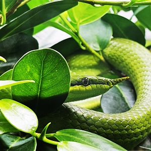 Rhinoceros ratsnake