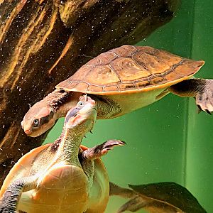 Australian Snake-Necked Turtle - Rainforest Adventures