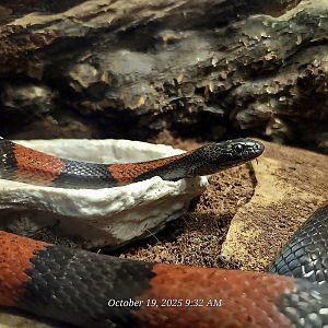 Gray-Banded Kingsnake - Rainforest Adventures