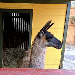 Llama - Rainforest Adventures