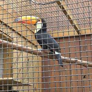 Toco Toucan - Rainforest Adventures
